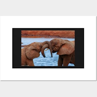 Elephants Embrace Posters and Art